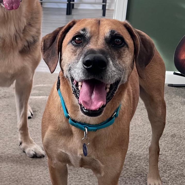 Enlarge Ollie, a Adoptable Hound in Ferndale, MI image 3/3