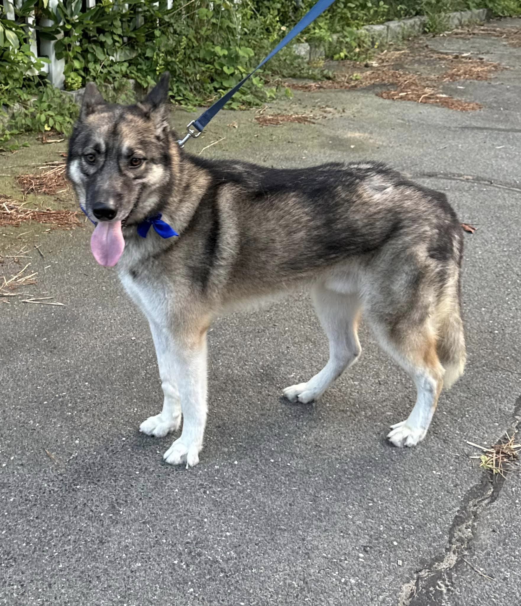 Enlarge Aras, a Adoptable German Shepherd Dog in Old Westbury, NY image 1/6
