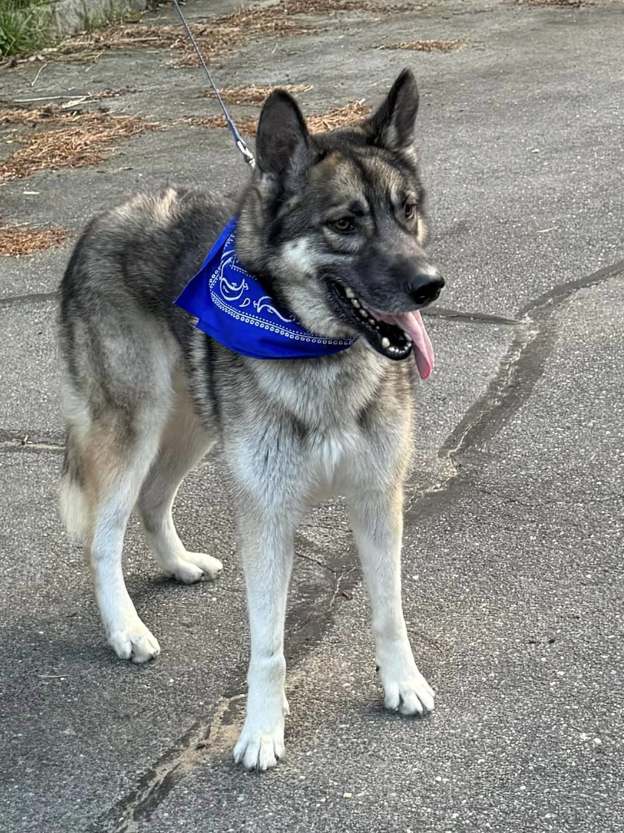Enlarge Aras, a Adoptable German Shepherd Dog in Old Westbury, NY image 2/6