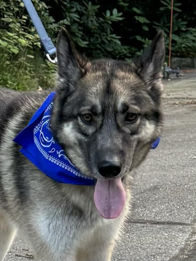 Enlarge Aras, a Adoptable German Shepherd Dog in Old Westbury, NY image 3/6