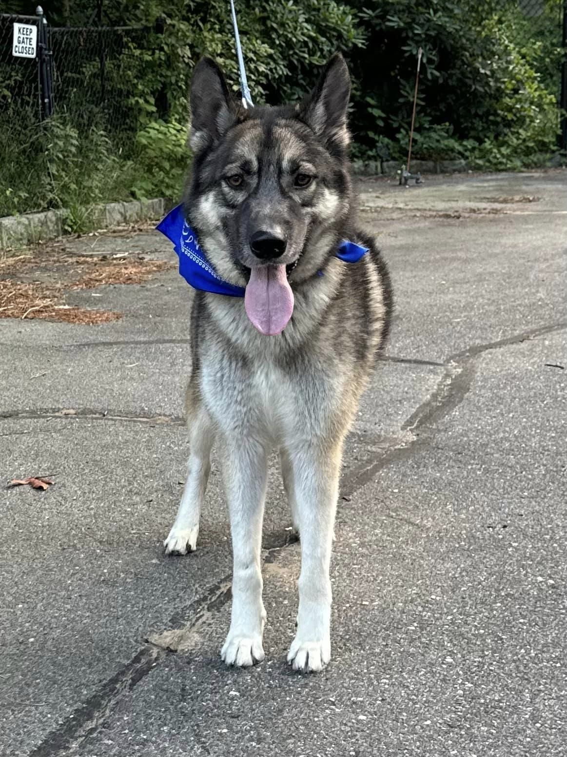 Enlarge Aras, a Adoptable German Shepherd Dog in Old Westbury, NY image 4/6