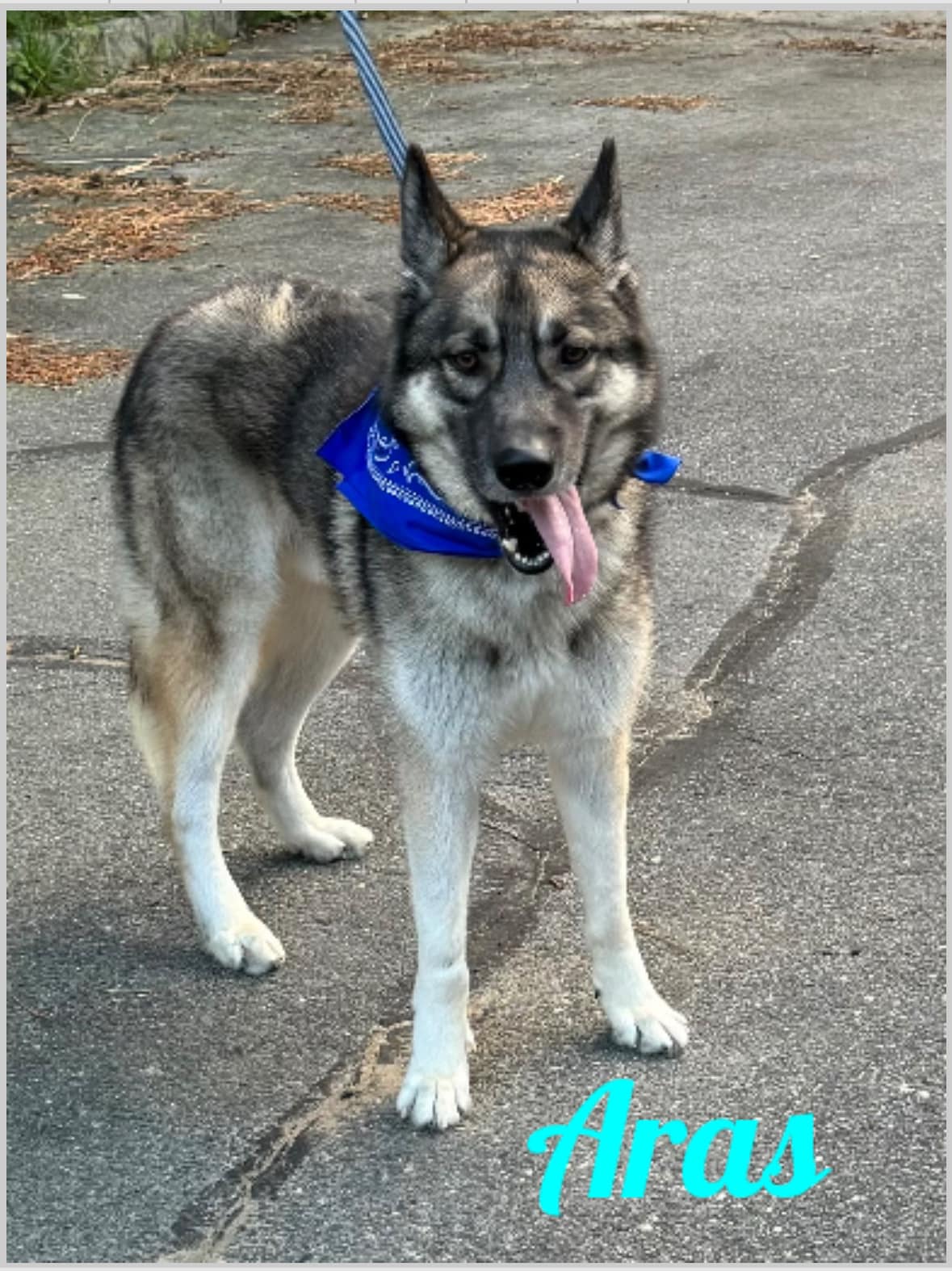 Enlarge Aras, a Adoptable German Shepherd Dog in Old Westbury, NY image 5/6