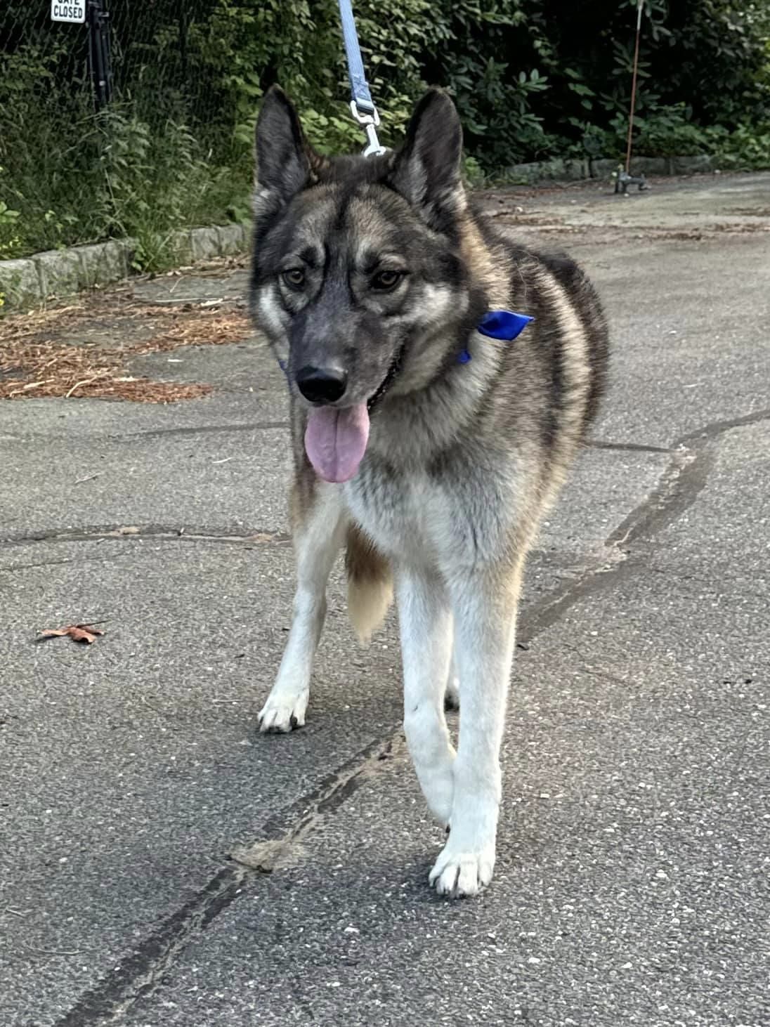 Enlarge Aras, a Adoptable German Shepherd Dog in Old Westbury, NY image 6/6