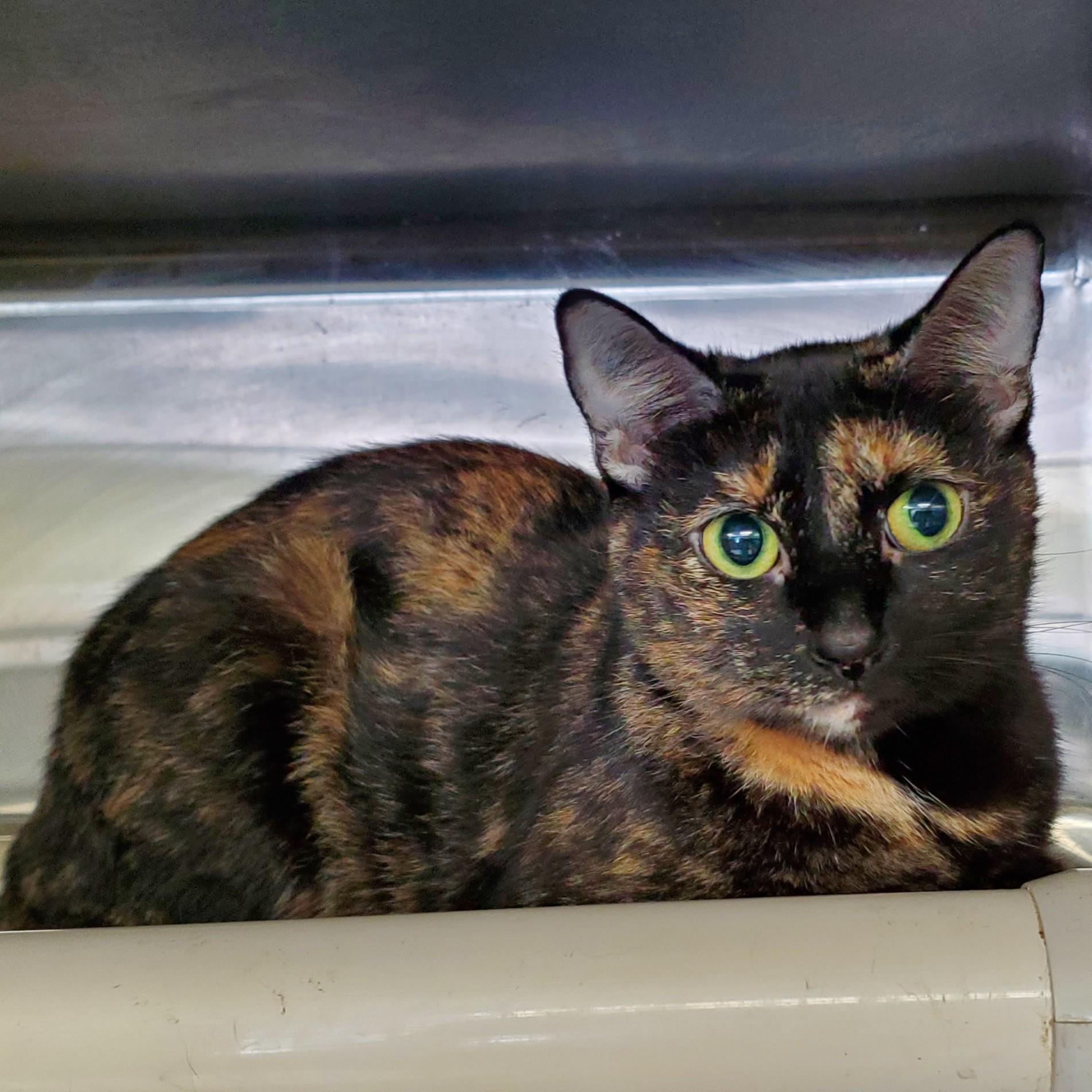 Spooky, adopted, Young Female Domestic Short Hair.