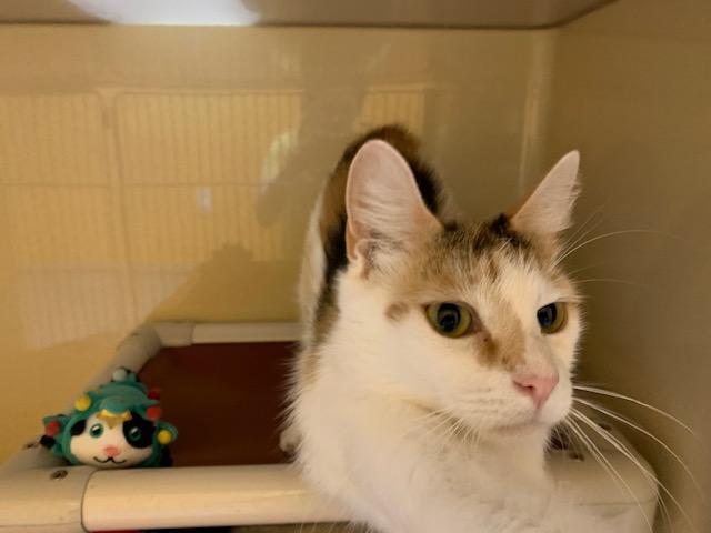 Ambrosia, Adult Female Domestic Short Hair