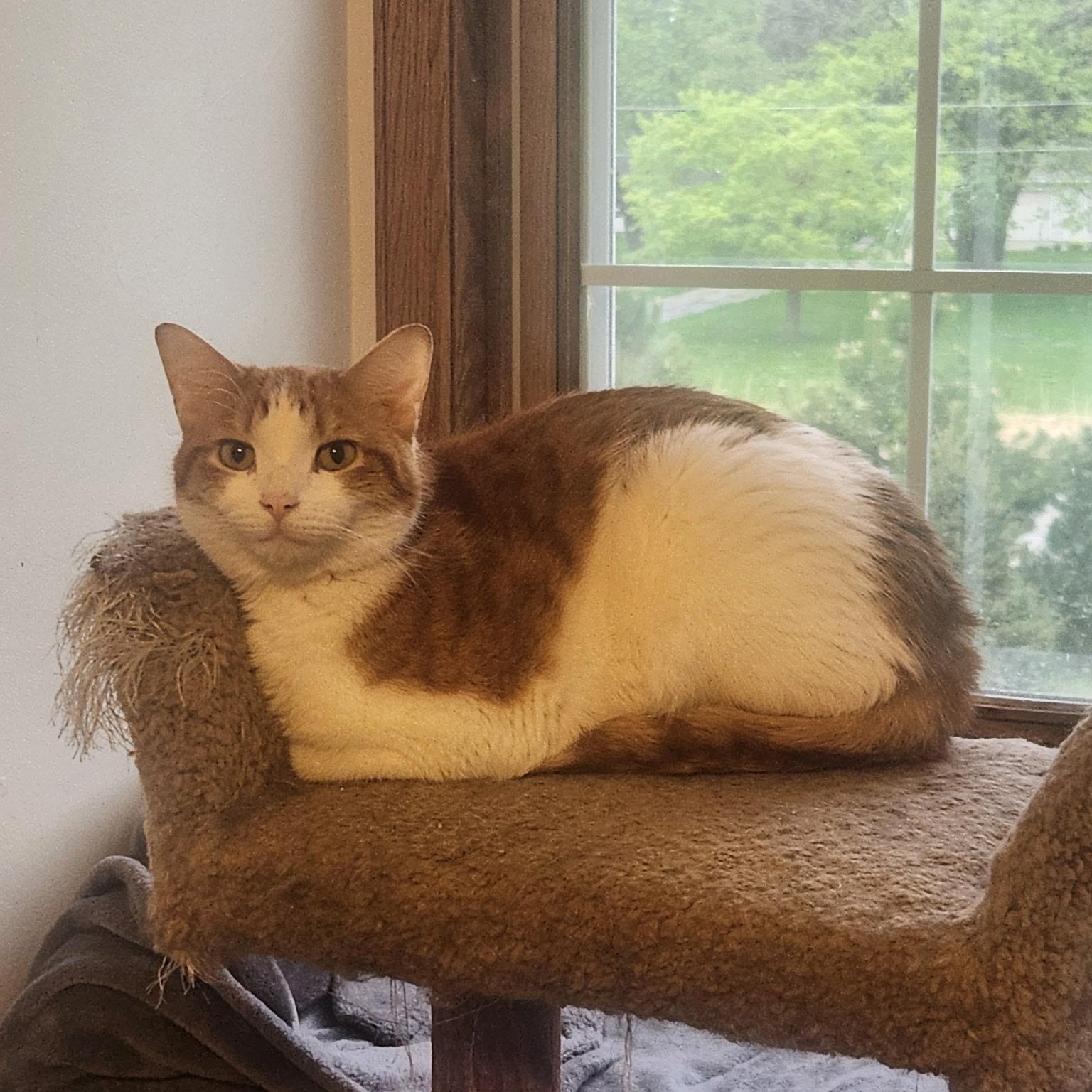 Willie, Adoptable, Adult Male Domestic Short Hair.