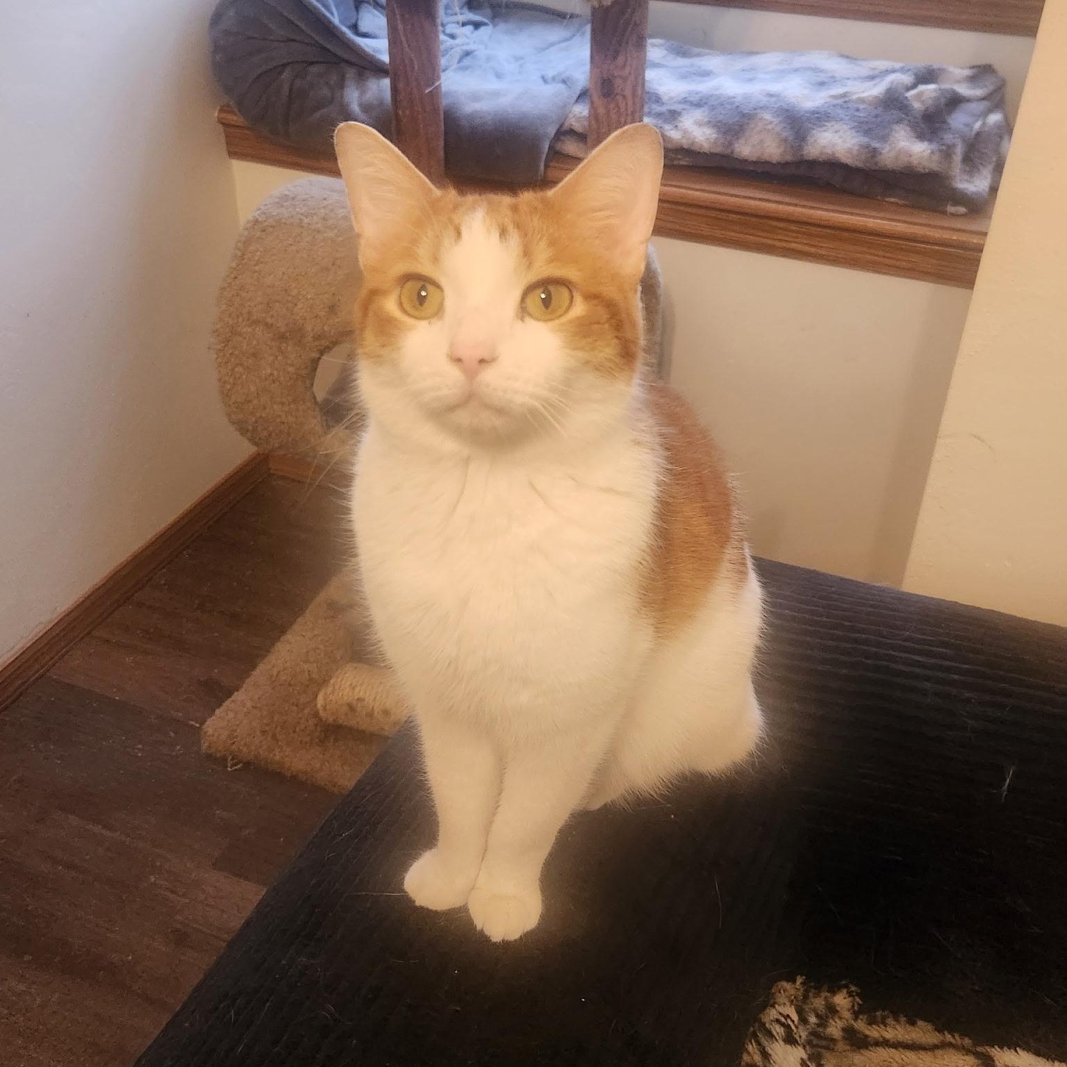 Willie, a Adoptable Domestic Short Hair in Menasha, WI image 5/5