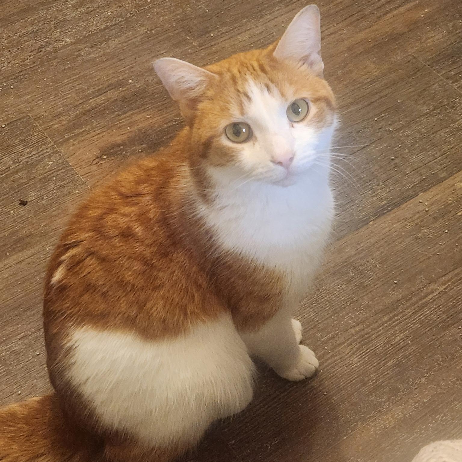 Willie, a Adoptable Domestic Short Hair in Menasha, WI image 2/5