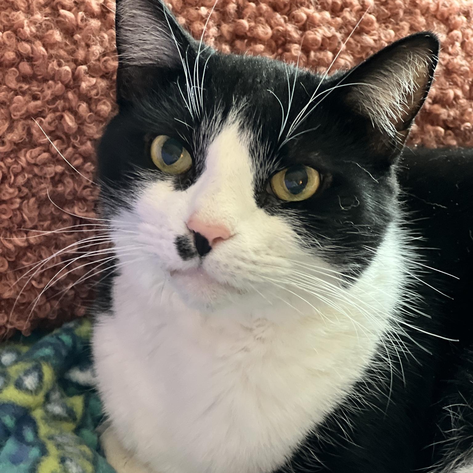 Enlarge Peter, a Adoptable mixed breed in Germansville, PA image 8/10