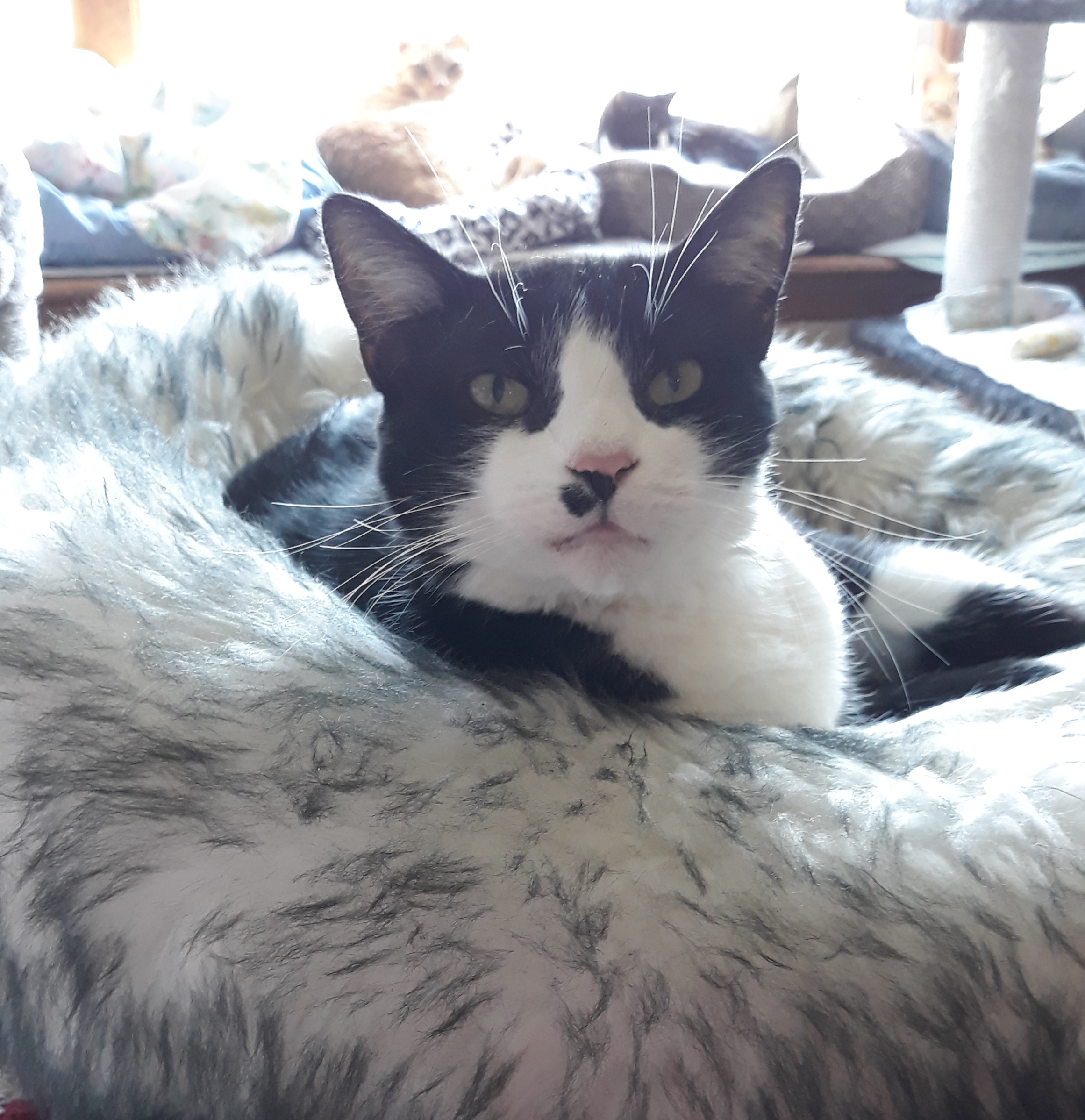 Enlarge Peter, a Adoptable mixed breed in Germansville, PA image 4/10