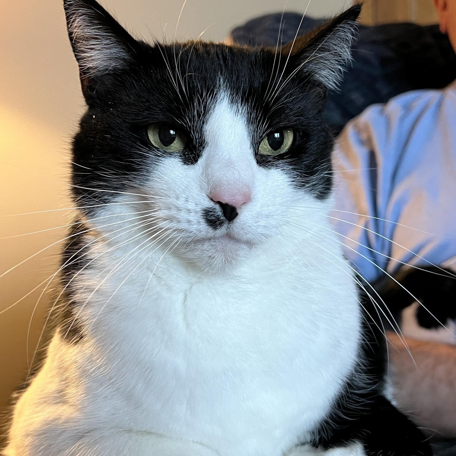 Enlarge Peter, a Adoptable mixed breed in Germansville, PA image 1/10