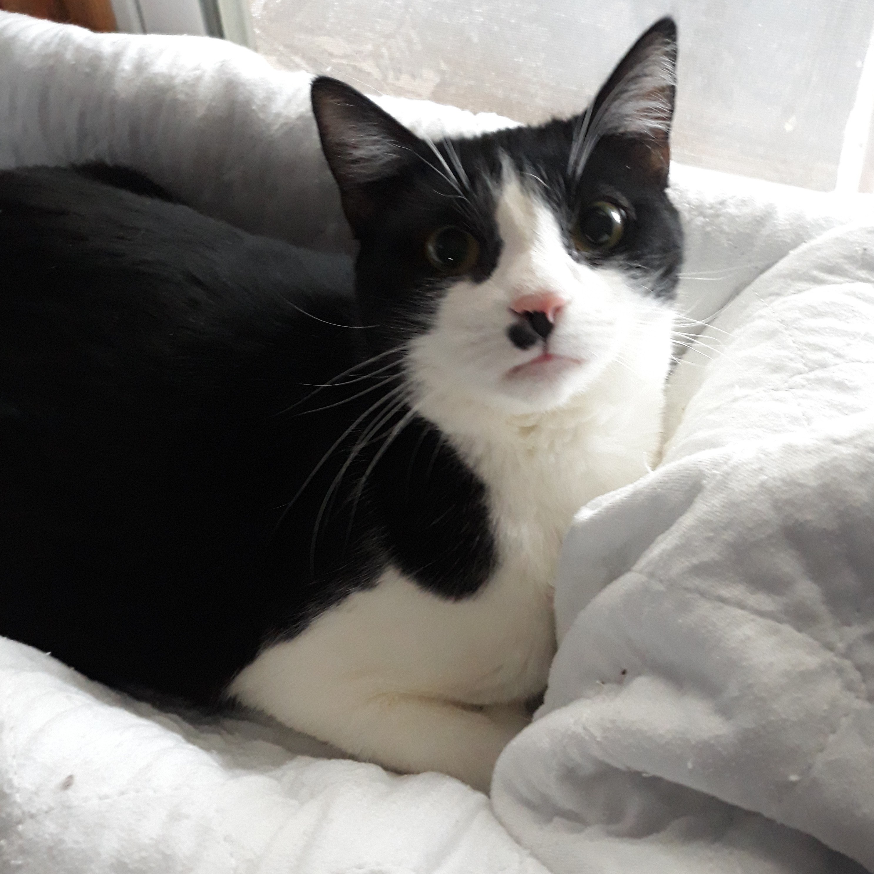 Enlarge Peter, a Adoptable mixed breed in Germansville, PA image 2/10