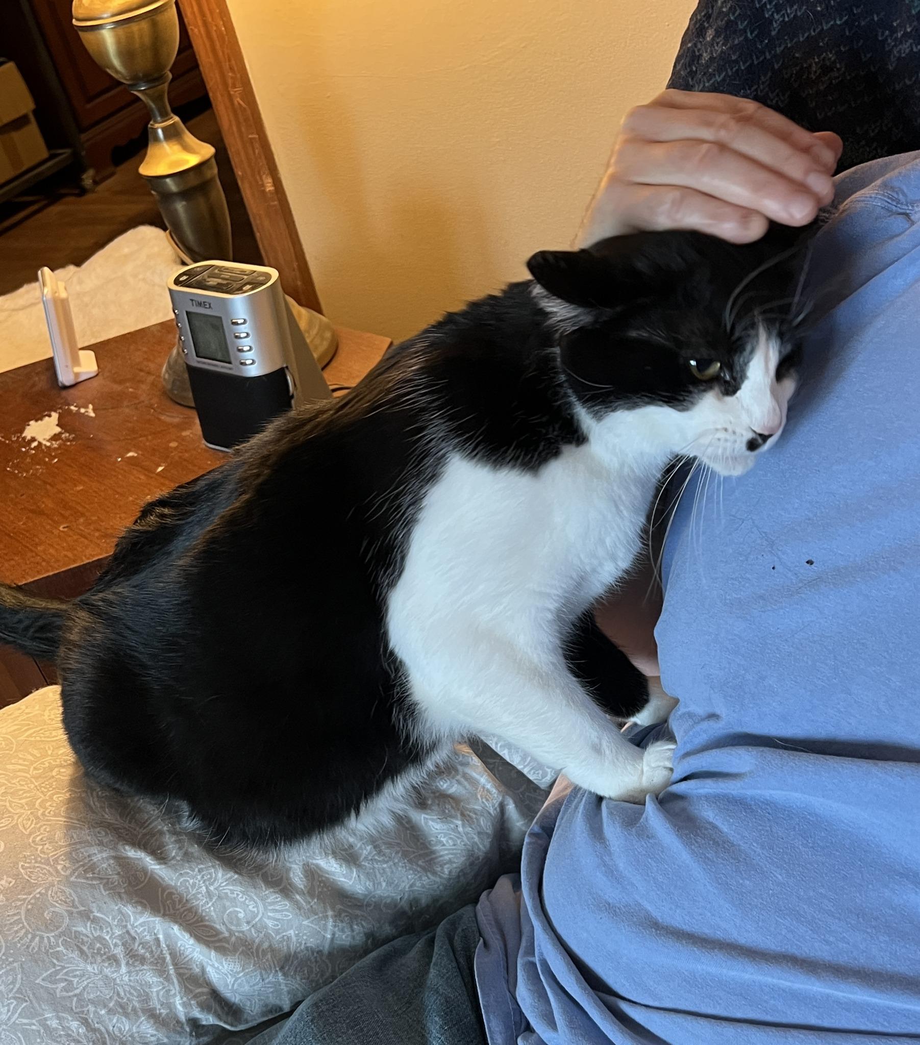 Enlarge Peter, a Adoptable mixed breed in Germansville, PA image 6/10