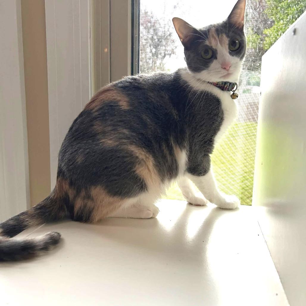 *Louise, Adoptable, Adult Female Domestic Short Hair.