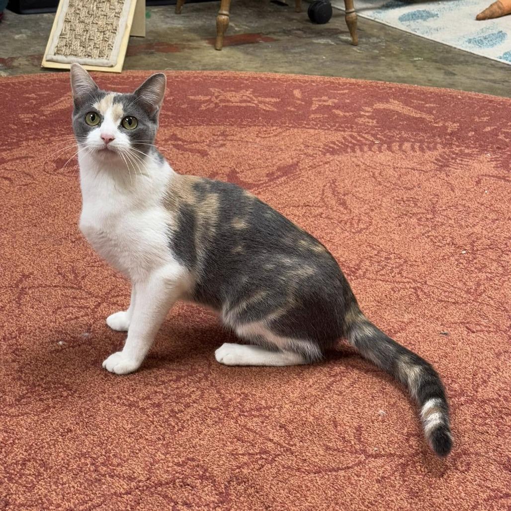 Enlarge *Louise, a Adoptable Domestic Short Hair in Huntsville, AL image 2/5