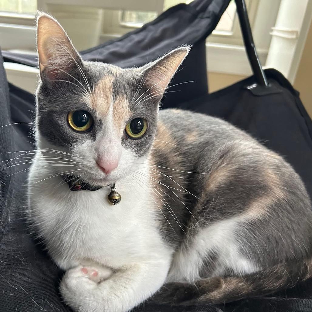 Enlarge *Louise, a Adoptable Domestic Short Hair in Huntsville, AL image 3/5