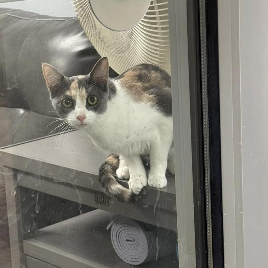 Enlarge *Louise, a Adoptable Domestic Short Hair in Huntsville, AL image 4/5