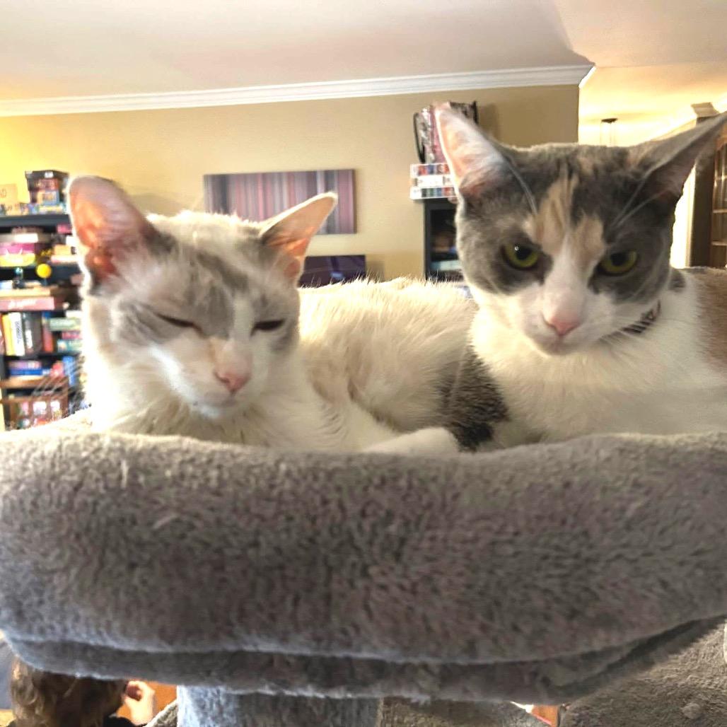 Enlarge *Louise, a Adoptable Domestic Short Hair in Huntsville, AL image 5/5