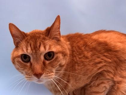 Thor, Adoptable, Senior Male Domestic Short Hair & Domestic Short Hair.