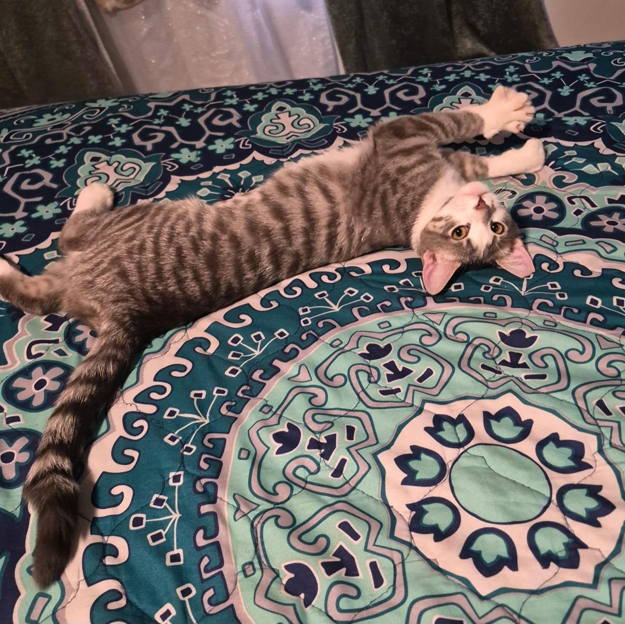 Coco, ADOPTABLE, Kitten Female Domestic Short Hair.