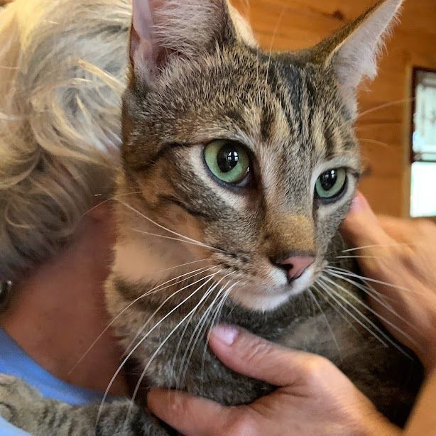 Stone, Adoptable, Young Male Tabby.