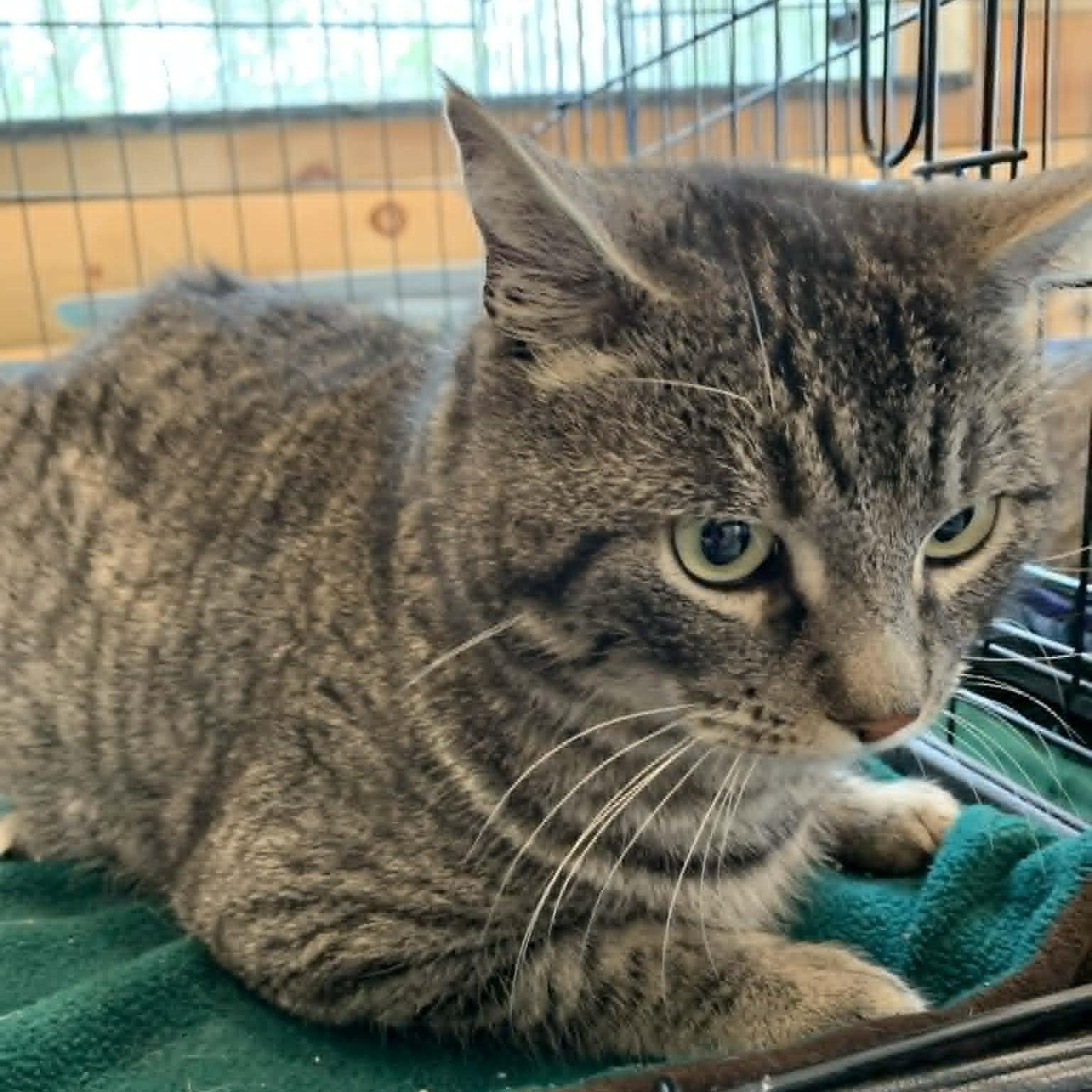 Stone, Adoptable, Young Male Tabby.