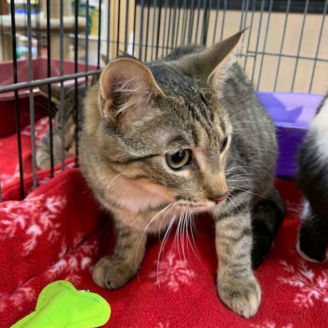 Stone, a Adoptable mixed breed in Hawley, PA image 2/5