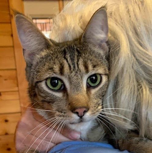 Stone, a Adoptable mixed breed in Hawley, PA image 3/5