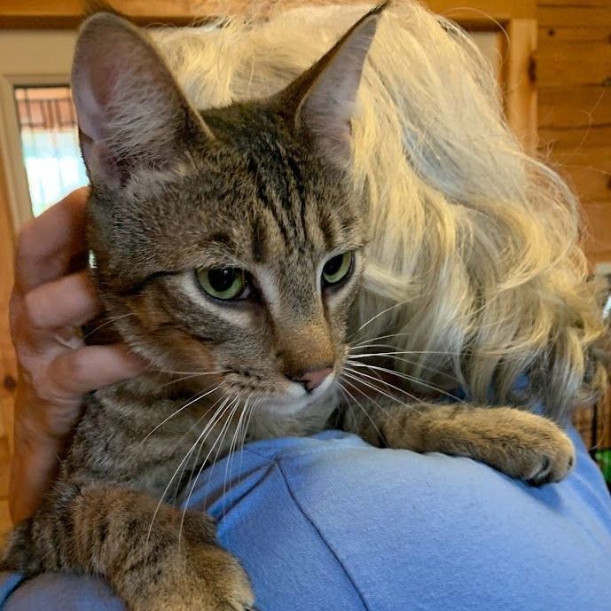 Stone, a Adoptable mixed breed in Hawley, PA image 4/5
