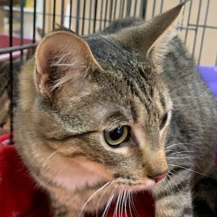 Stone, a Adoptable mixed breed in Hawley, PA image 5/5