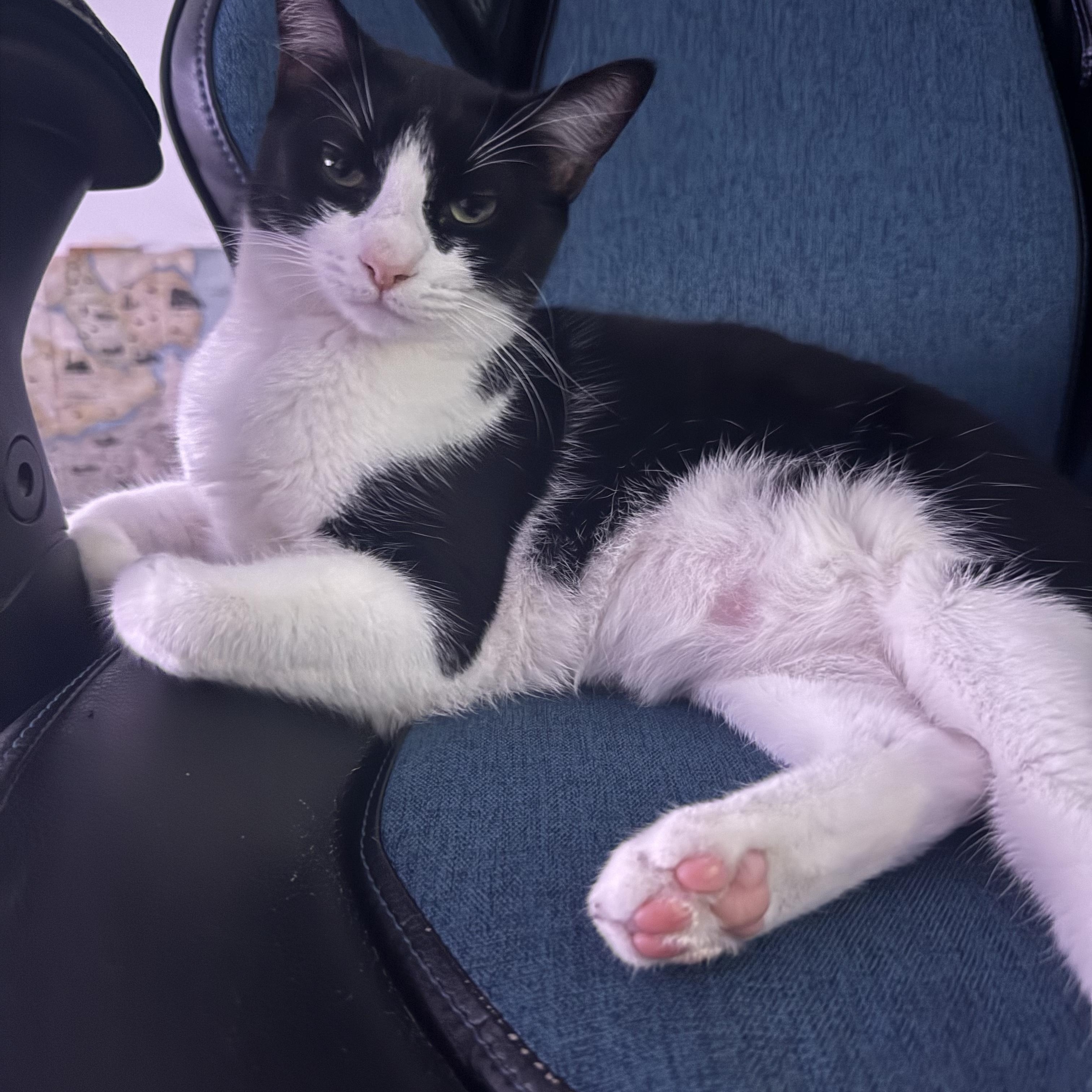 Enlarge Missy, a Adoptable Domestic Short Hair in Orange, CA image 1/4