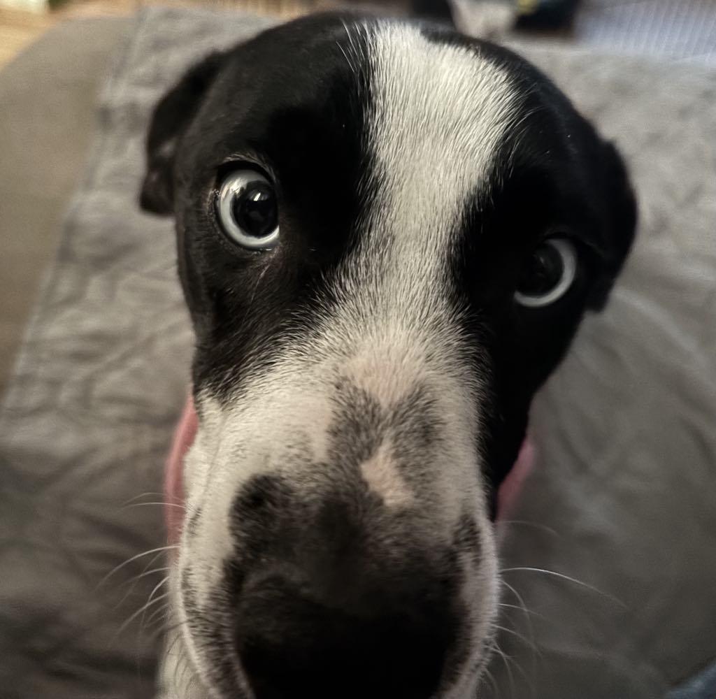 Dinah, an adopted mixed breed in Yamhill, OR image 6/6