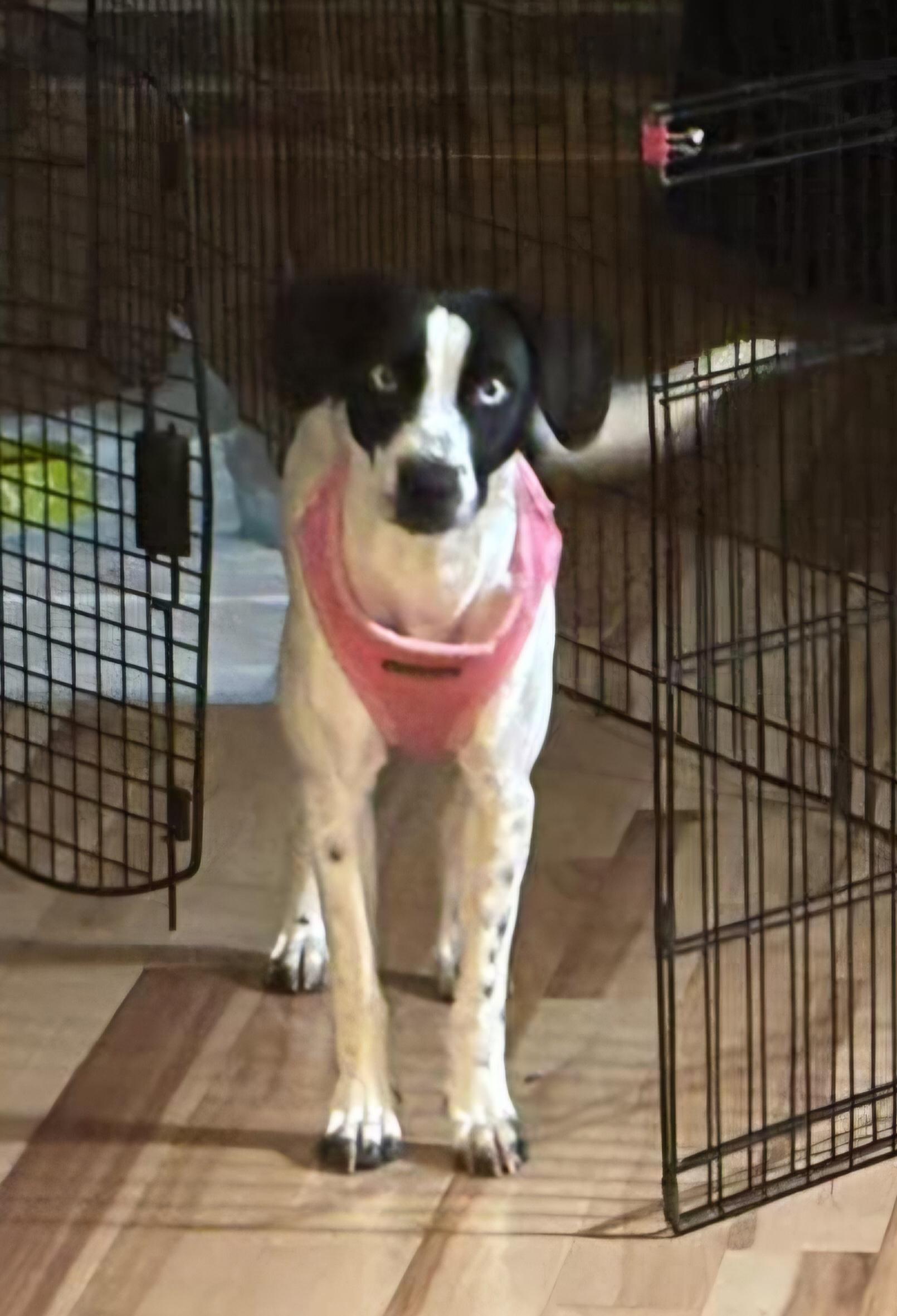 Dinah, adopted, Young Female Terrier.