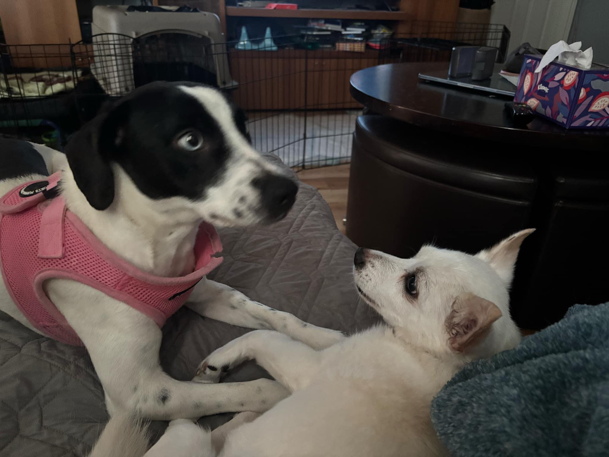Dinah, an adopted mixed breed in Yamhill, OR image 2/6