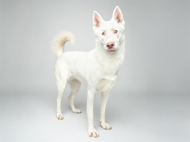 Enlarge SPARKLE, a Adoptable mixed breed in Santa Cruz, CA image 1/1