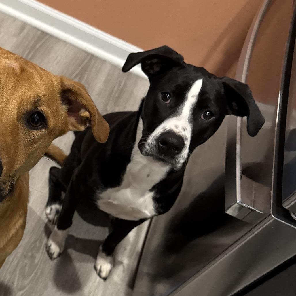 Dino Ramsey, Adoptable, Adult Female Mixed Breed.