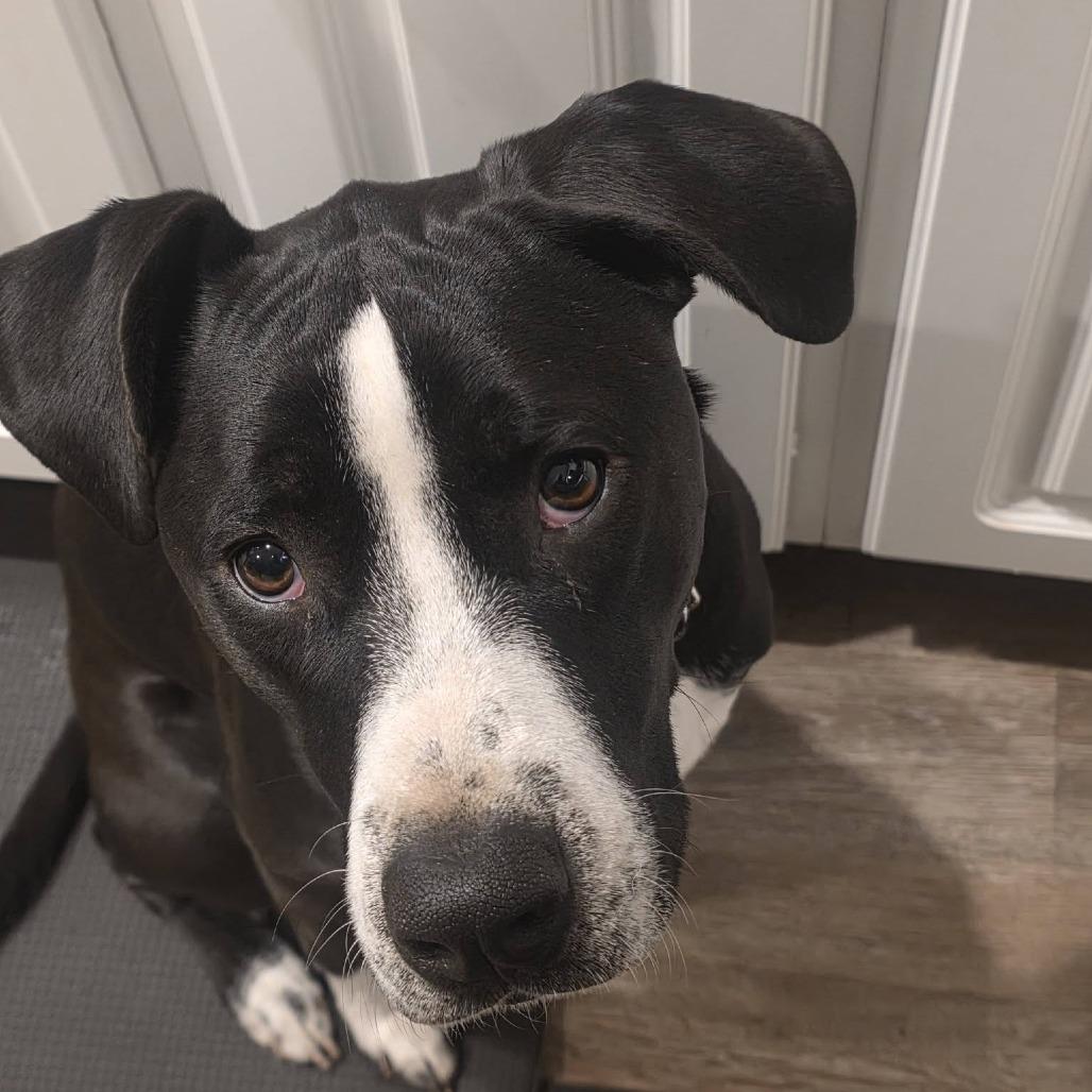 Dino Ramsey, a Adoptable Mixed Breed in Savannah, GA image 2/6