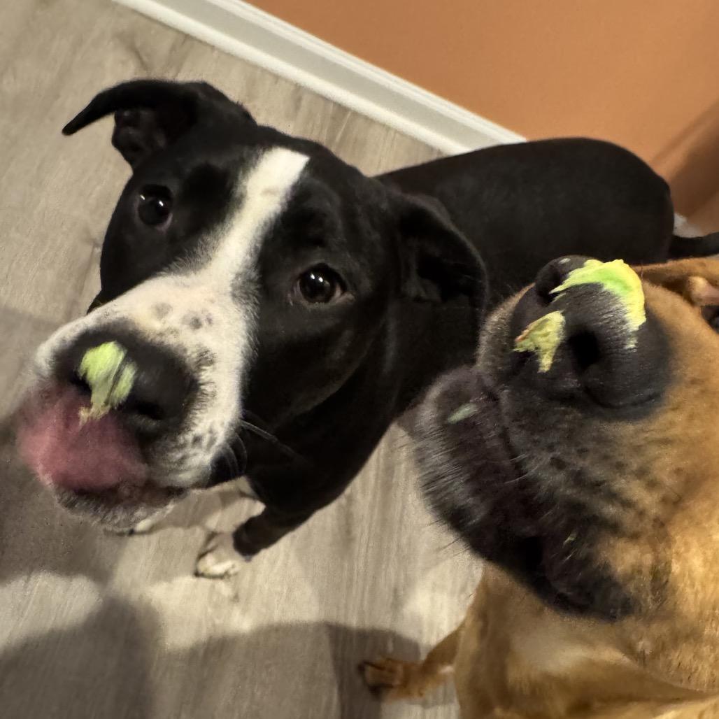 Dino Ramsey, a Adoptable Mixed Breed in Savannah, GA image 3/6