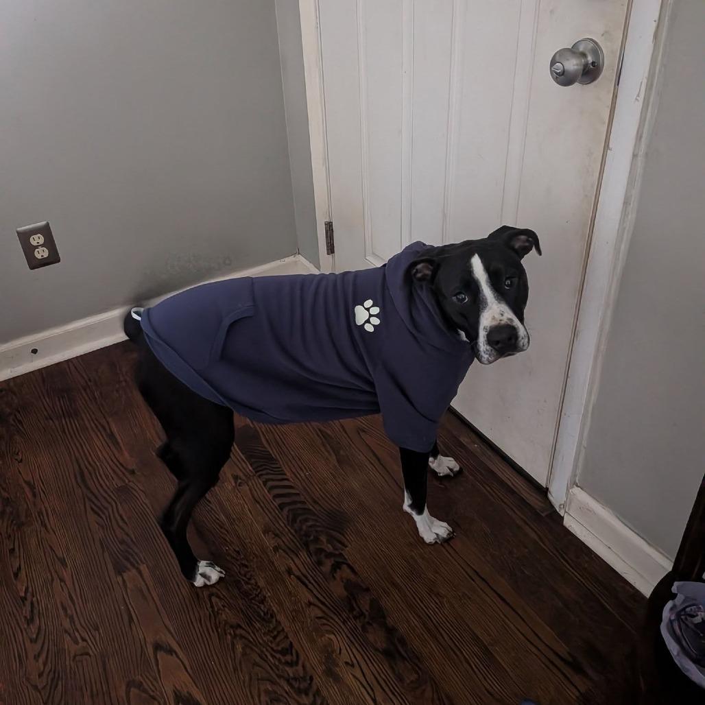 Dino Ramsey, a Adoptable Mixed Breed in Savannah, GA image 4/6