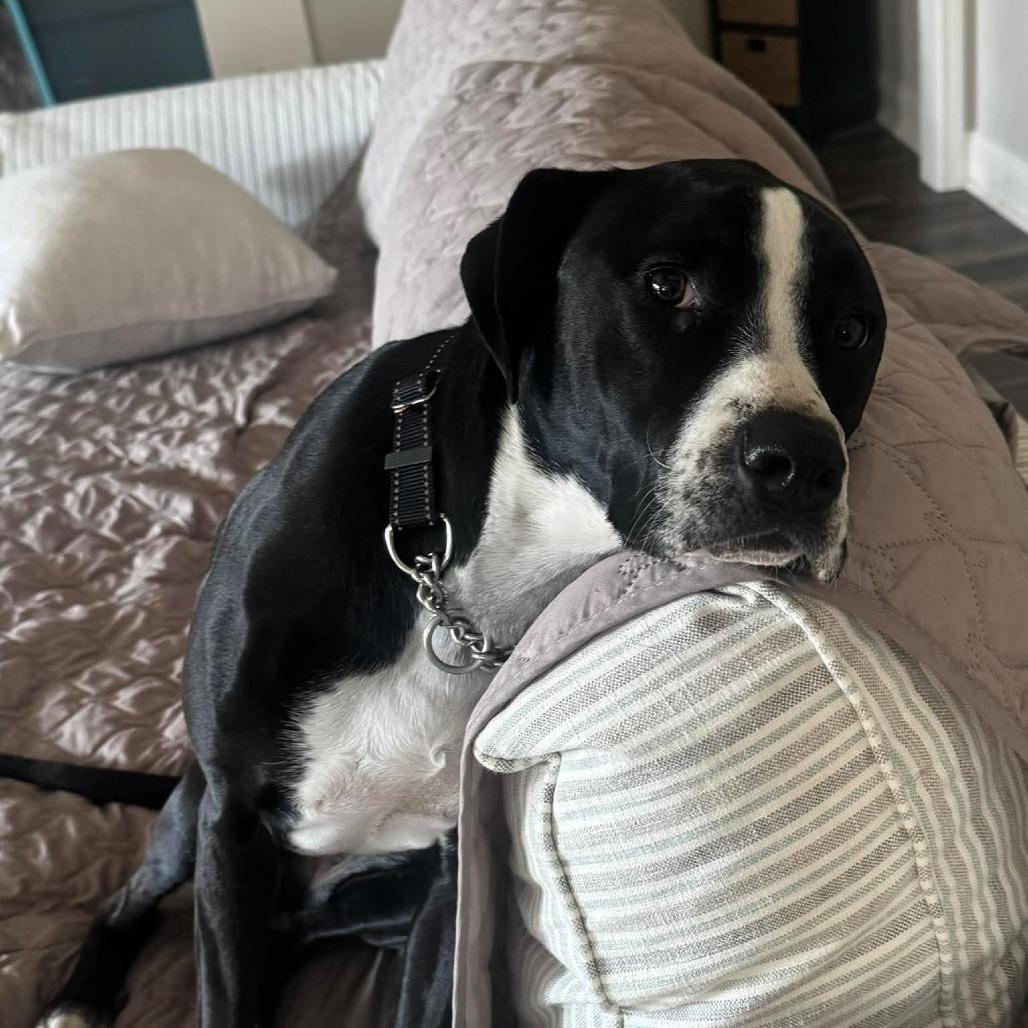 Enlarge Dino Ramsey, a Adoptable Mixed Breed in Savannah, GA image 5/6