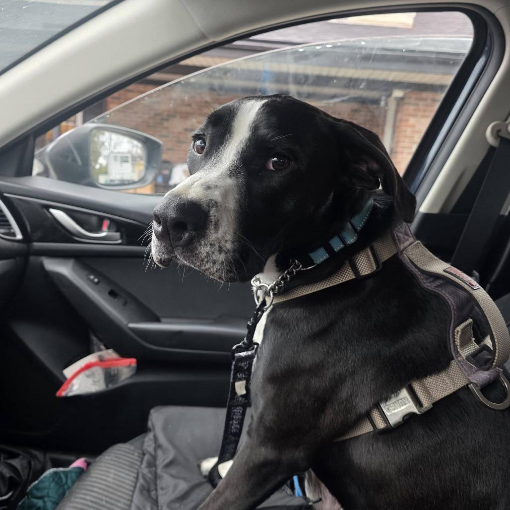 Dino Ramsey, a Adoptable Mixed Breed in Savannah, GA image 6/6