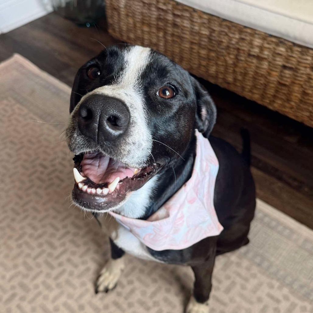 Enlarge Dino Ramsey, a Adoptable Mixed Breed in Savannah, GA image 6/6