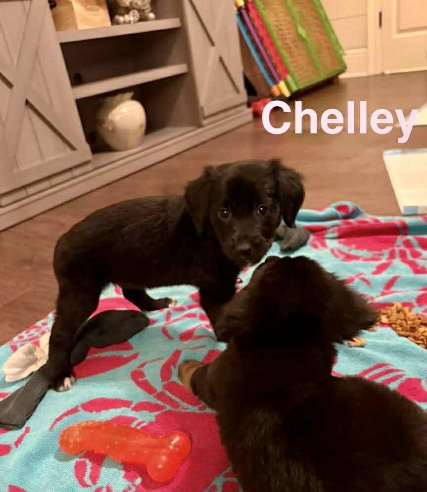 CHELLEY, an adoptable Pekingese, Retriever in Madisonville, LA, 70447 | Photo Image 3