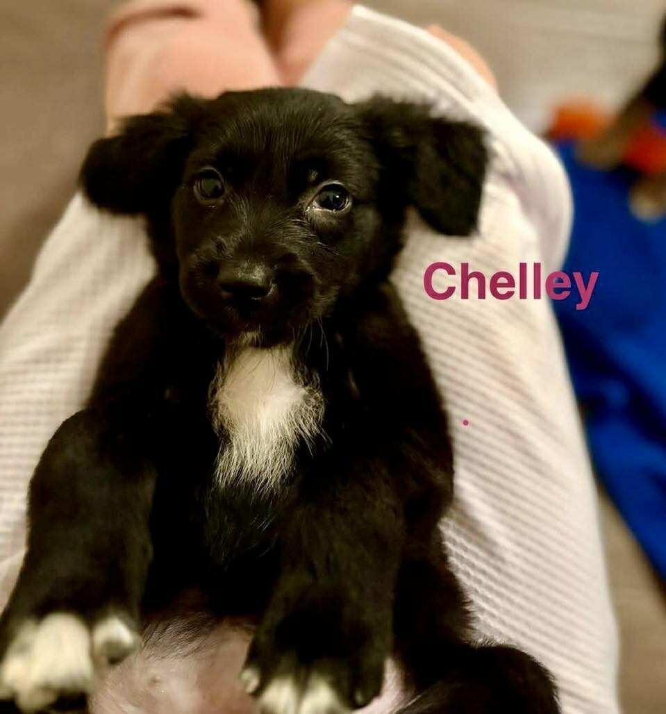 CHELLEY, an adoptable Pekingese, Retriever in Madisonville, LA, 70447 | Photo Image 2