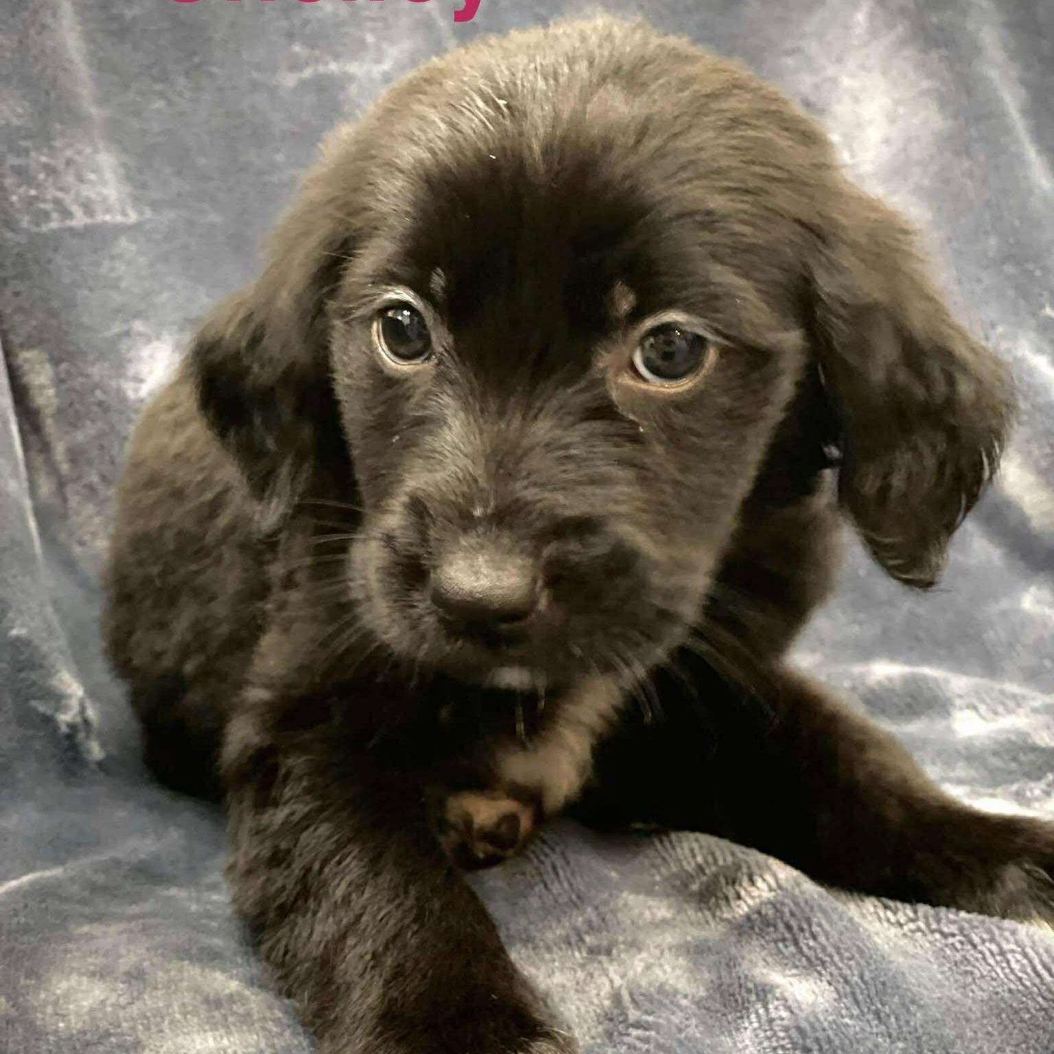 CHELLEY, an adoptable Pekingese, Retriever in Madisonville, LA, 70447 | Photo Image 1
