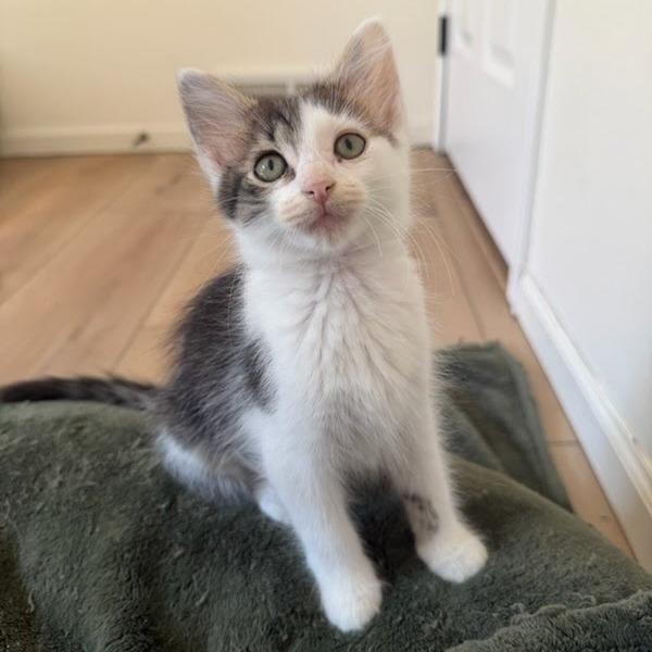 Ursa, Adoptable, Kitten Female Domestic Short Hair.