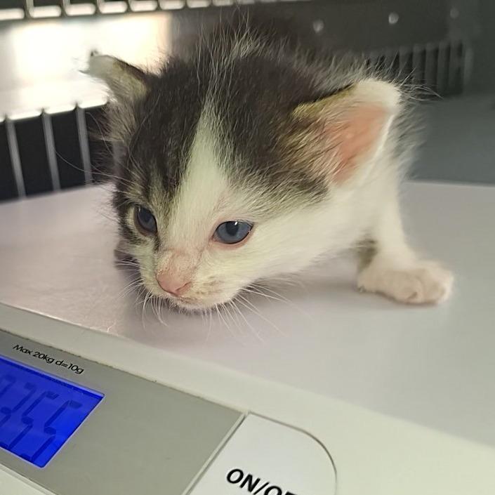 Enlarge Ursa, a Adoptable Domestic Short Hair in Eau Claire, WI image 2/2