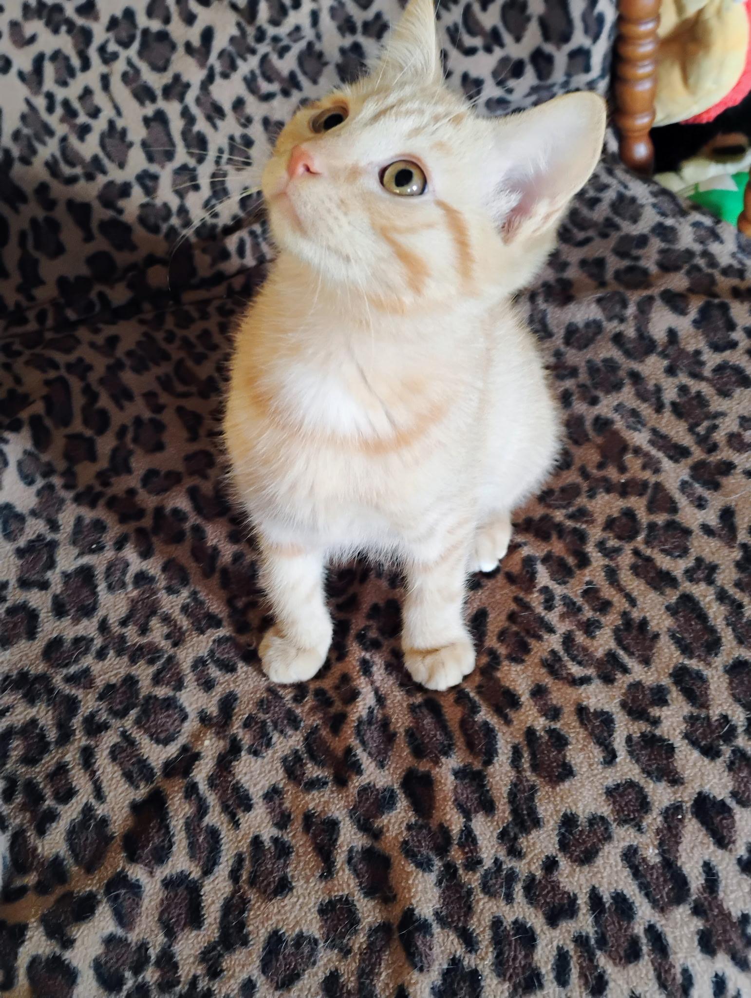 Enlarge Butter, an adopted Domestic Short Hair in Muncie, IN image 1/1