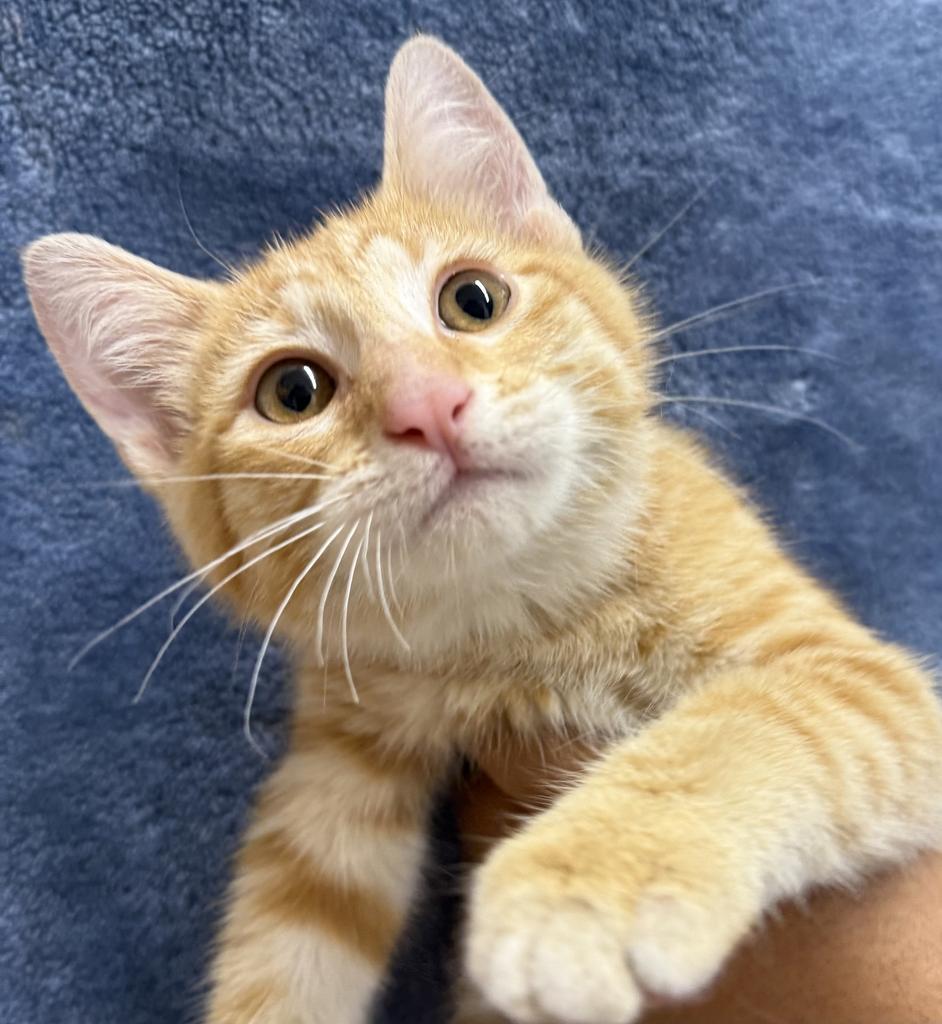 Enlarge Christopher, a Adoptable mixed breed in Ontario, OR image 1/1