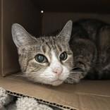 Enlarge Golden, a ADOPTABLE Domestic Short Hair in Hilliard, OH image 1/1